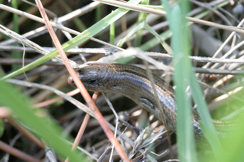 Luscengola Chalcides chalcides